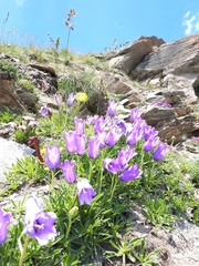 Campanula alpestris