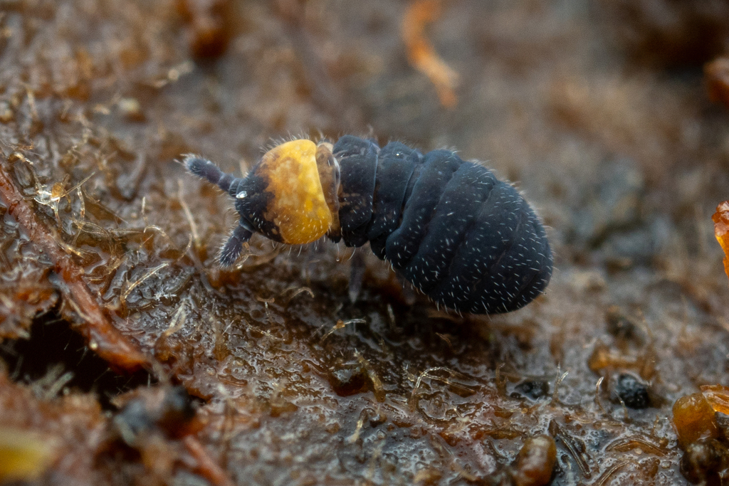 Lophognathella choreutes