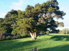 Podocarpus totara totara