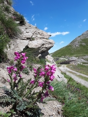 Pedicularis gyroflexa