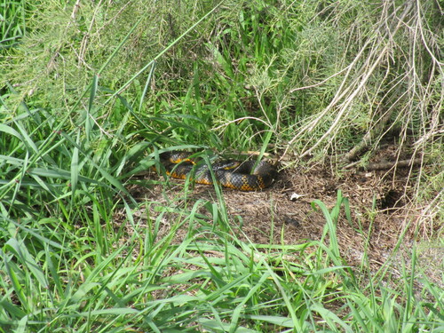 Western Tiger Snake sighting