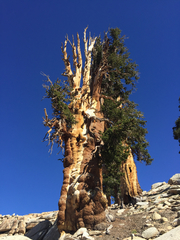 Pinus balfouriana austrina
