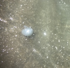 Rhopilema nomadica
