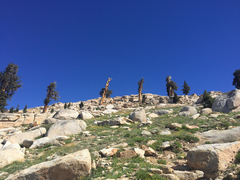 Pinus balfouriana austrina
