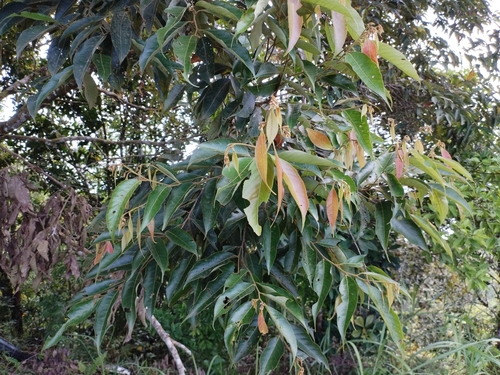 Lithocarpus solerianus observed 2024-07-29