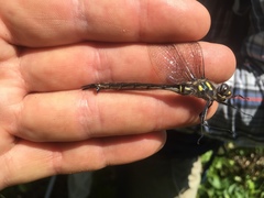 Somatochlora elongata