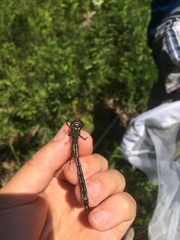 Somatochlora elongata