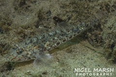 Fusigobius neophytus