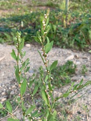 Polygonum
