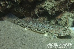 Istigobius decoratus