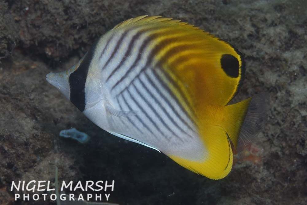 Threadfin Butterflyfish from Gold Coast QLD, Australia on July 20, 2019 at 1041 AM by Nigel