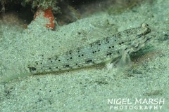 Istigobius