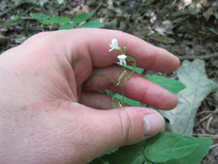 Hylodesmum pauciflorum