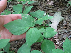 Hylodesmum pauciflorum