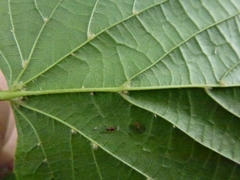 Eriophyes exilis