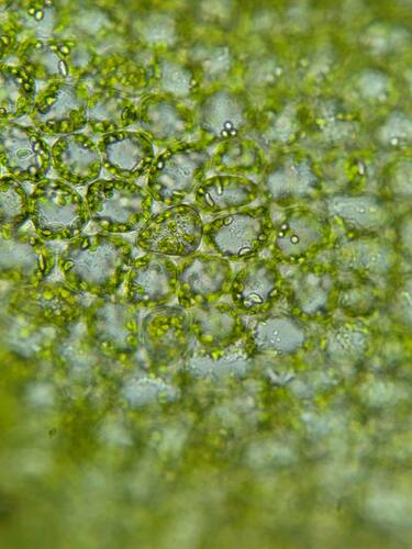 Syzygiella eatonii