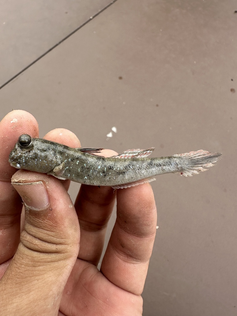 Periophthalmus spilotus