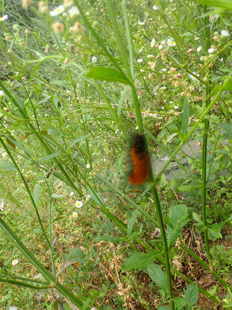 Spilarctia howqua