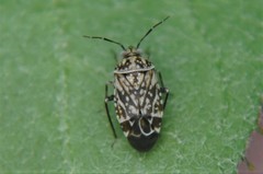 Monalocorisca
