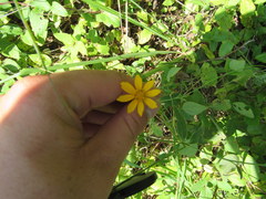Coreopsis pubescens