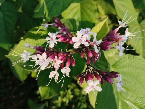 Clerodendrum lanuginosum observed 2024-07-31