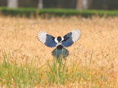 Oriental Magpie photo 5