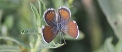 Brephidium exilis exilis