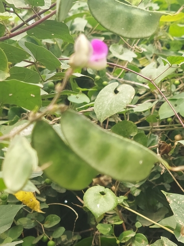 Image of Tephrosia purpurea by (c) Raja Sekhar Chimirala, some rights reserved (CC BY)