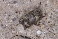 Onthophagus similis