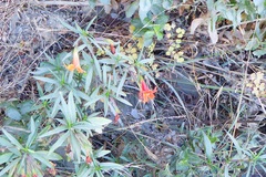Diplacus × australis
