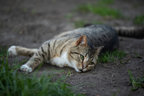 Felis catus