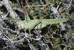 Capnobotes occidentalis
