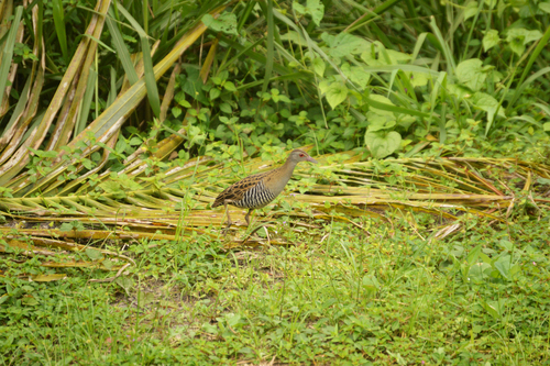 African Crake
