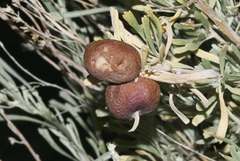 Rhopalomyia calvipomum