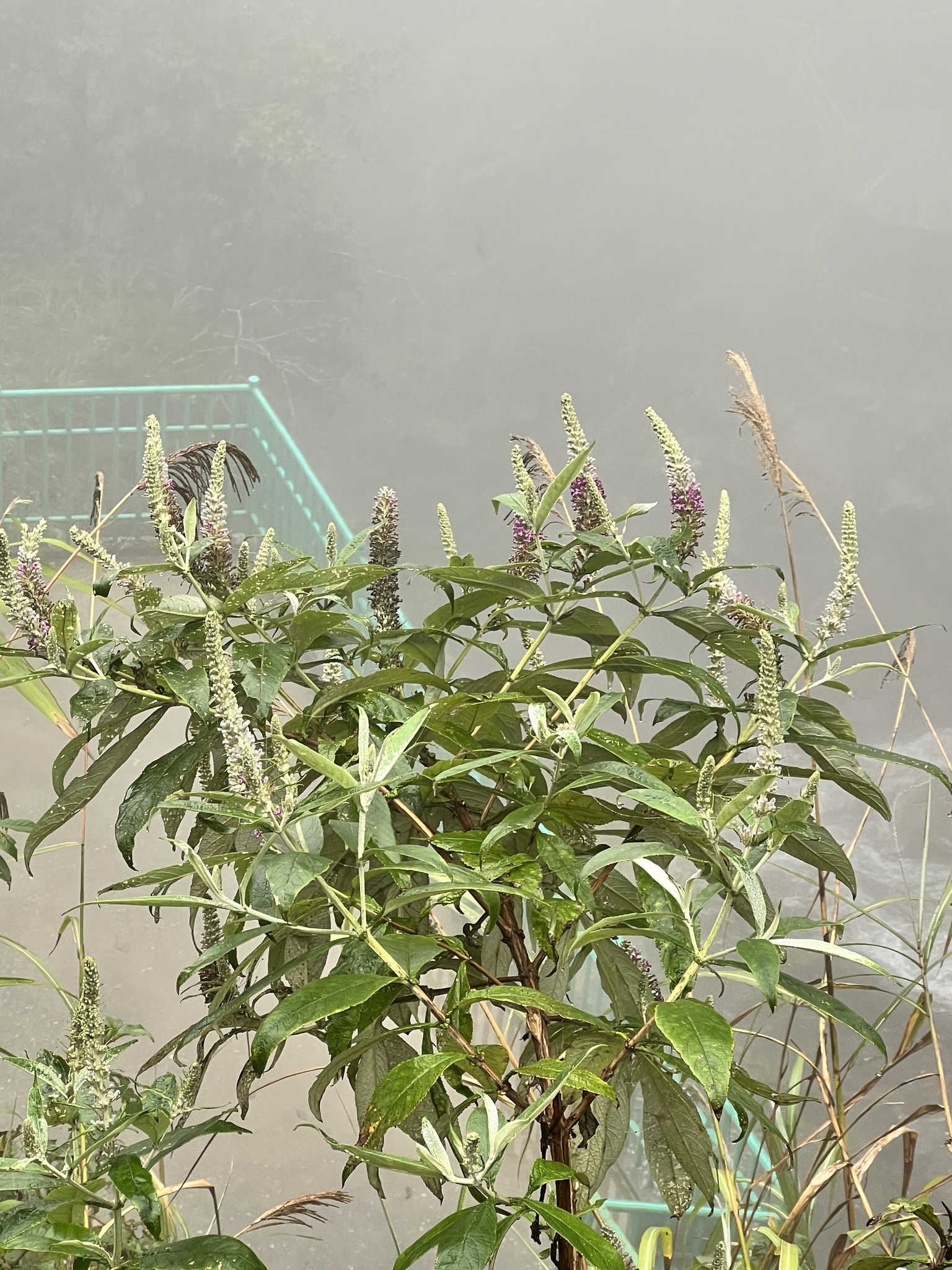 Buddleja asiatica (Buddleja asiatica)
