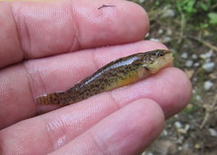 Etheostoma squamiceps