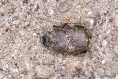 Onthophagus similis