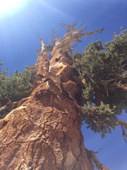 Pinus balfouriana austrina