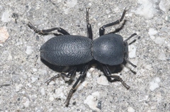 Zopherus granicollis