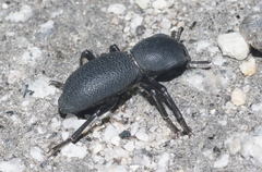 Zopherus granicollis