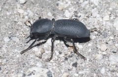 Zopherus granicollis