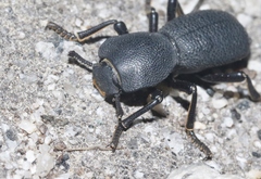 Zopherus granicollis