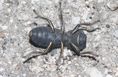 Zopherus granicollis