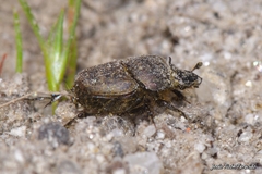 Onthophagus similis