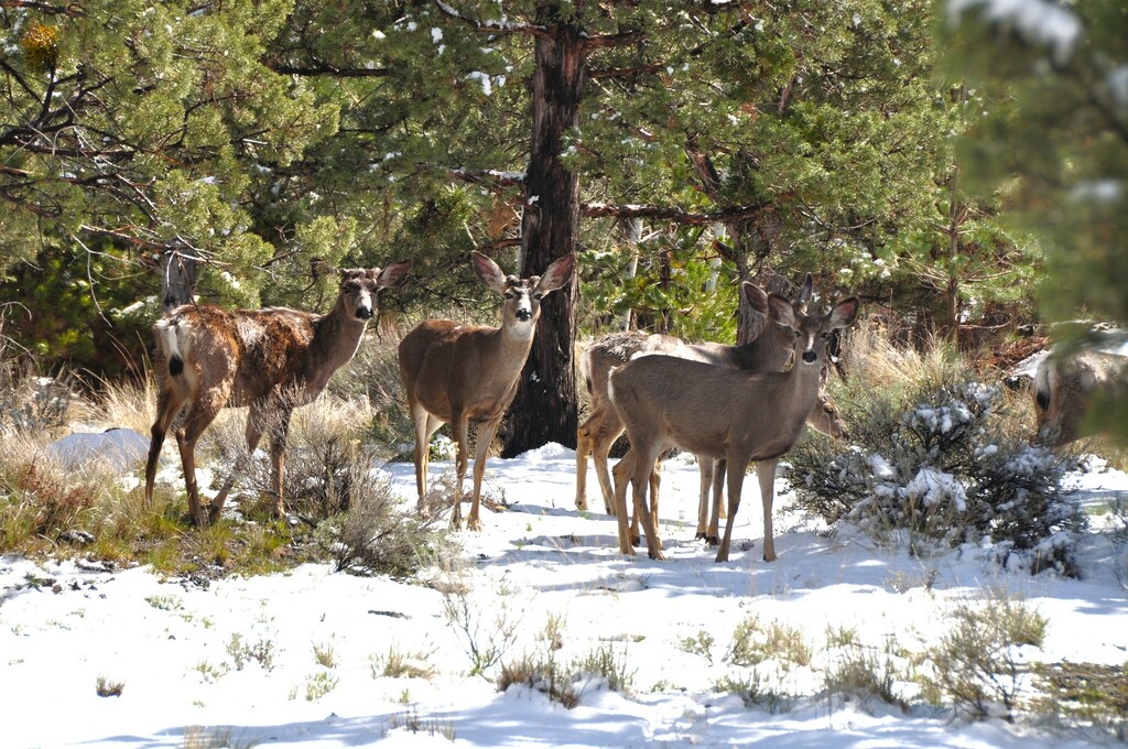 Mule Deer from Archie Briggs Canyon Trail Trailhead, Bend, OR 97701 ...