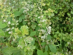 Podosphaera clandestina