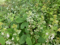 Podosphaera clandestina