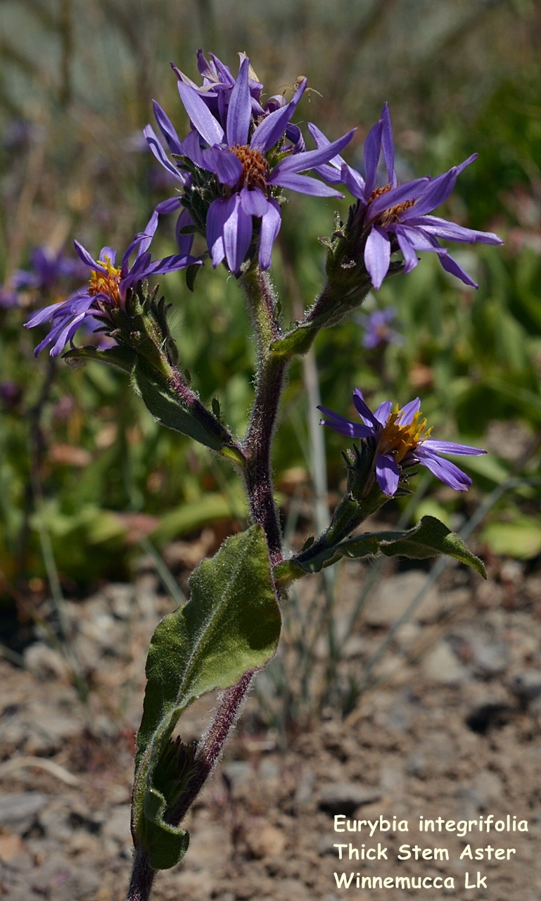 Eurybia integrifolia