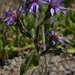 Eurybia integrifolia - Photo (c) mtash, algunos derechos reservados (CC BY-NC), uploaded by mtash
