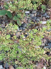 Lepidium ramosissimum